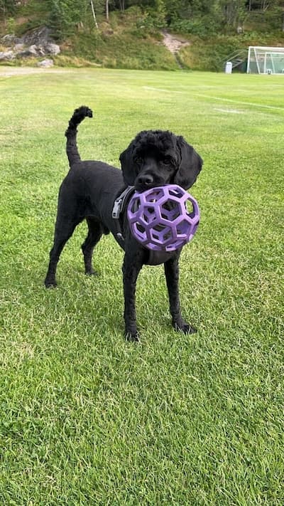 A picture of my dog playing